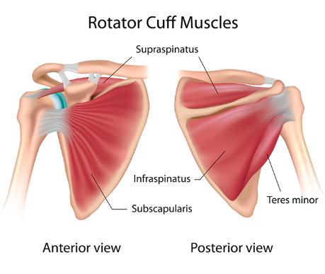Dr. Aaron Case - Active Release & Shockwave Therapy Rotator Cuff